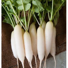 Редька Чімборазо TI-150 F1, Takii Seeds