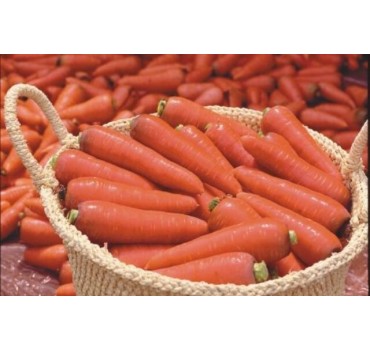 Морква TI-134 F1, Takii Seeds