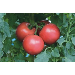 Томат TEX 2721 F1, Takii Seeds