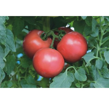 Томат TEX 2721 F1, Takii Seeds