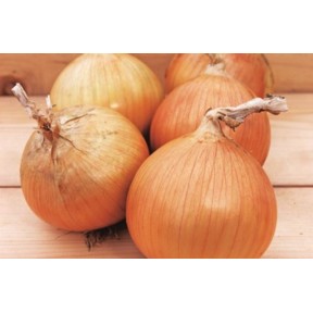 Лук Вердон (Т-803) F1 | Verdon (T-803) F1, Takii Seeds