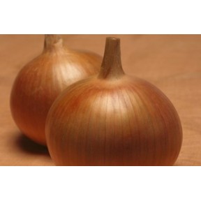 Лук Бонус F1 | Bonus F1, Takii Seeds