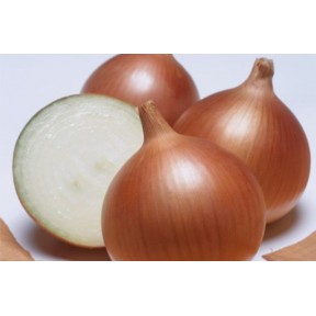 Лук Вуэлта F1 | Vuelta F1, Takii Seeds