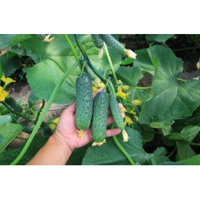 Огурец Ягуар F1 | Jaguar F1, Takii Seeds Огурец Ягуар F1 | Jaguar F1, Takii Seeds