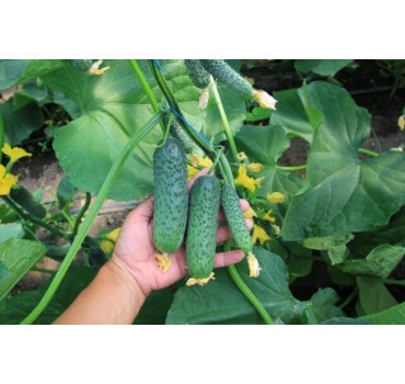 Огірок Ягуар F1 | Jaguar F1, Takii Seeds