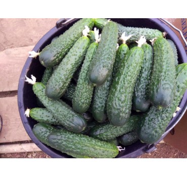 Огірок Тайгер F1 | Tiger F1, Takii Seeds