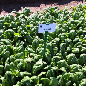 Шпинат Акадия F1, Enza Zaden