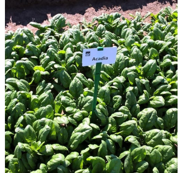 Шпинат Акадія F1, Enza Zaden