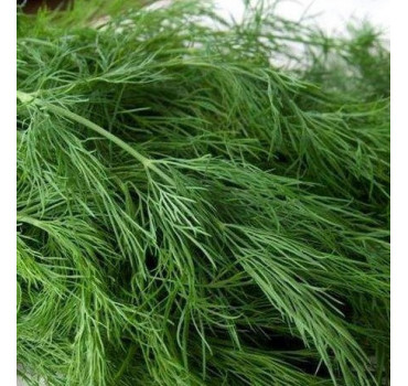 Кріп Грін Слівс, Enza Zaden