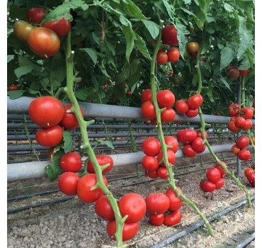 Томат Тайпінк F1, Enza Zaden