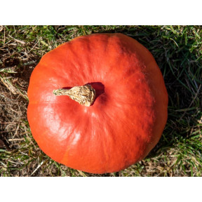 Тыква Кенжи Кури F1, Enza Zaden