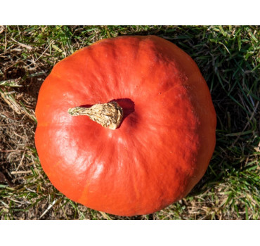 Гарбуз Кенжі Курі F1, Enza Zaden