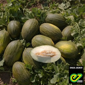 Диня Алкарез F1, Enza Zaden Диня Алкарез F1, Enza Zaden