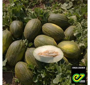 Диня Алкарез F1, Enza Zaden