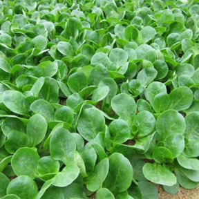 Салат Амели, Enza Zaden