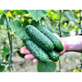 Огірок Ансгар F1, Enza Zaden