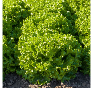 Салат Авеледа, Enza Zaden