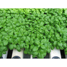 Базилик Мариан,Enza Zaden