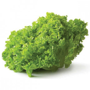 Салат Бриэтта, Enza Zaden