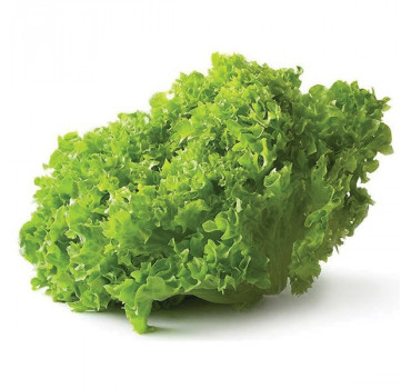 Салат Бріетта, Enza Zaden