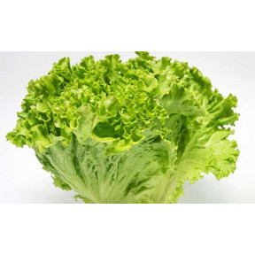 Салат Вайдоза, Enza Zaden