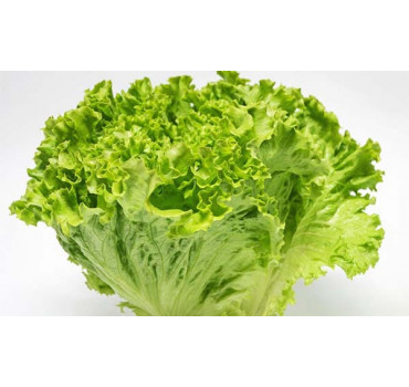 Салат Вайдоза, Enza Zaden