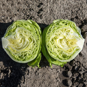 Салат Данило, Enza Zaden