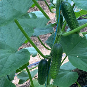 Огірок Ірленд F1, Enza Zaden