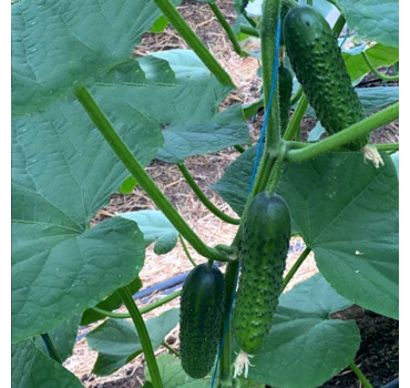 Огірок Ірленд F1, Enza Zaden