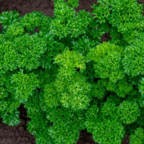 Петрушка Катинка, Enza Zaden