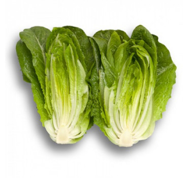 Салат Кілнсей, Enza Zaden