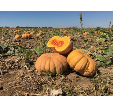 Гарбуз Маноск F1, Enza Zaden