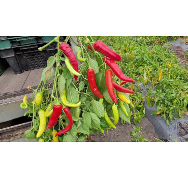 Перець гіркий Хотстар F1, Enza Zaden