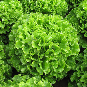 Салат Мелина, Enza Zaden Салат Мелина, Enza Zaden