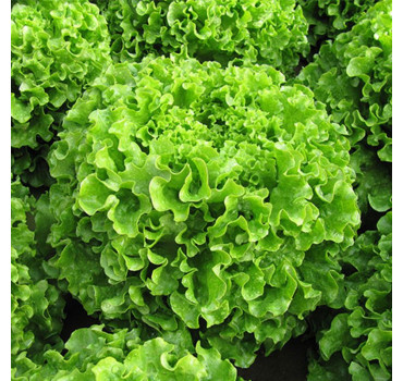 Салат Меліна, Enza Zaden