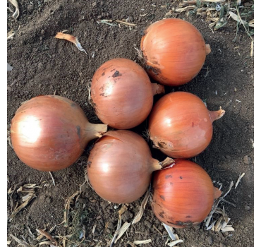 Цибуля Мінді F1, Enza Zaden