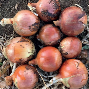 Цибуля Ногал F1, Enza Zaden