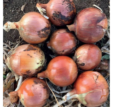 Цибуля Ногал F1, Enza Zaden