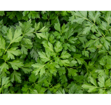 Петрушка Піоне RMTD, Enza Zaden