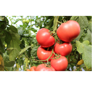 Томат Перугіно F1, Enza Zaden