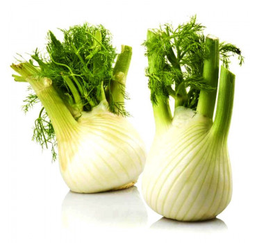 Фенхель Прелюдіо, Enza Zaden