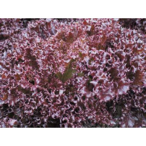 Салат Азирка, Enza Zaden