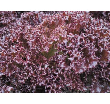 Салат Азірка, Enza Zaden