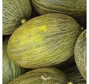 Диня Ареналес F1, Enza Zaden