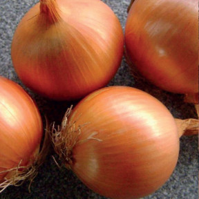 Лук Ироко F1, Enza Zaden