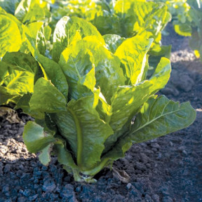 Салат Яра, Enza Zaden