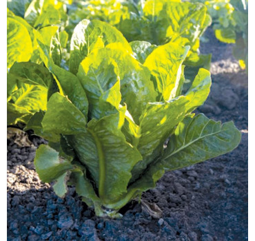 Салат Яра, Enza Zaden