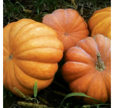 Гарбуз Мускат де Прованс F1, Enza Zaden Гарбуз Мускат де Прованс F1, Enza Zaden