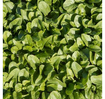 Шпинат Кросстрек F1, Enza Zaden