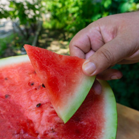 Кавун Термез F1, Enza Zaden